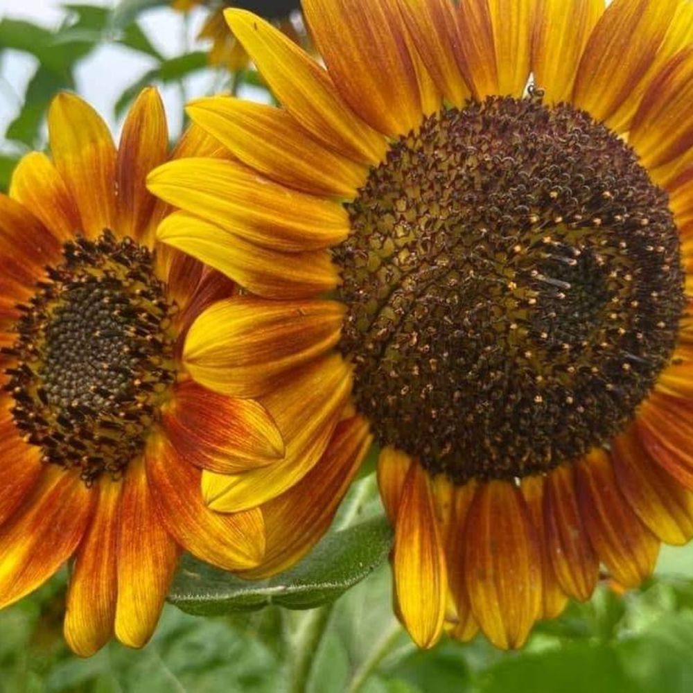 Meet your Posher, Sylvia